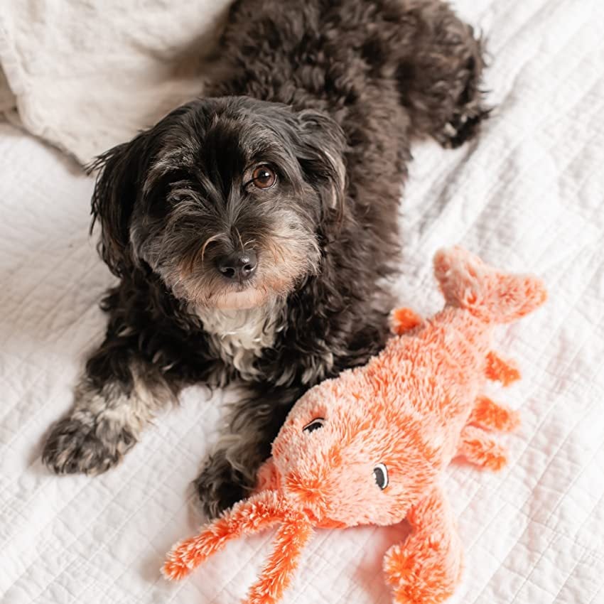 Floppy Lobster interactive dog toy