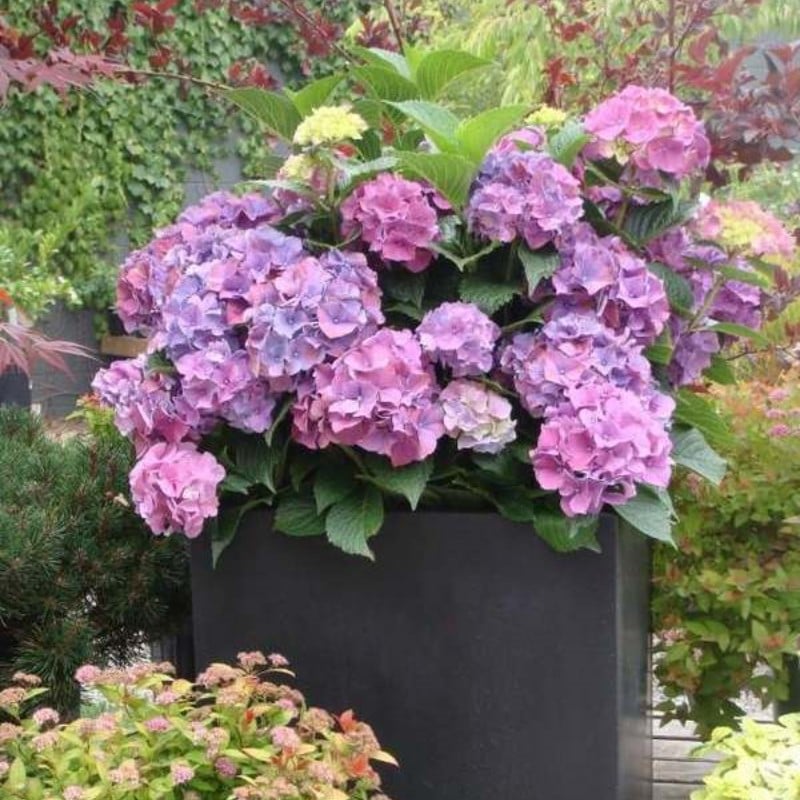 Distinguisk Last Day 70% OFF-Outdoor Artificial Hydrangea Flowers