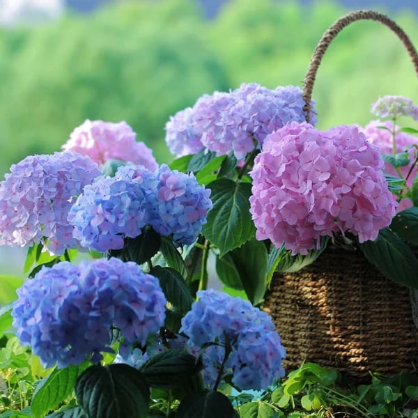 Distinguisk Last Day 70% OFF-Outdoor Artificial Hydrangea Flowers