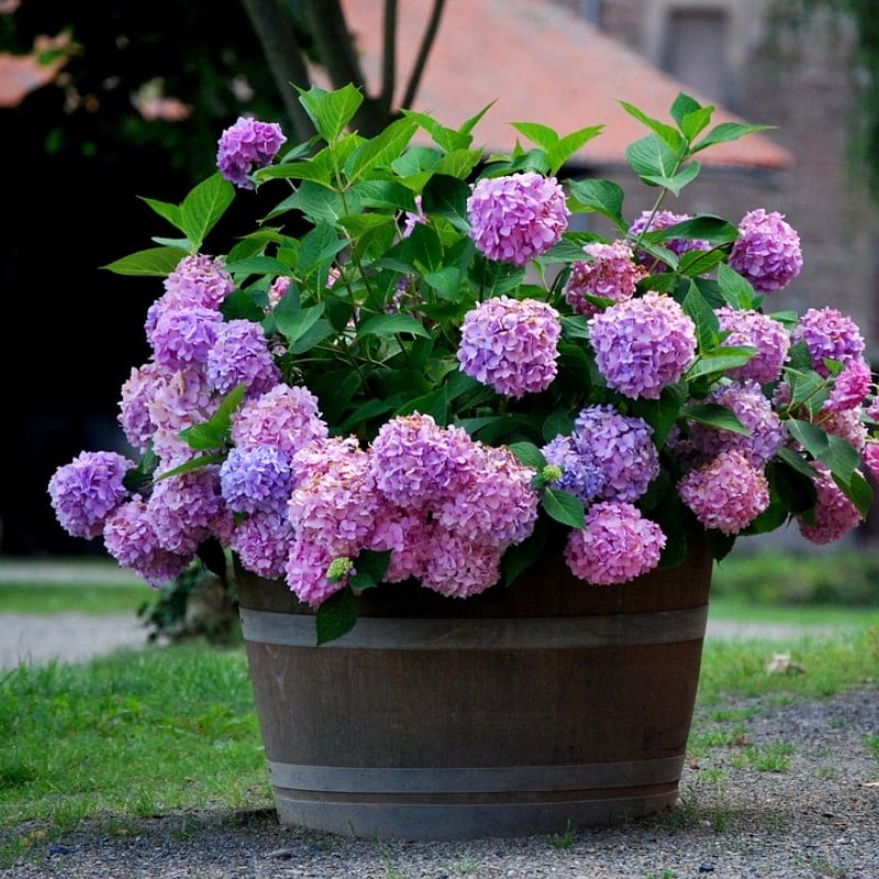 Distinguisk Last Day 70% OFF-Outdoor Artificial Hydrangea Flowers