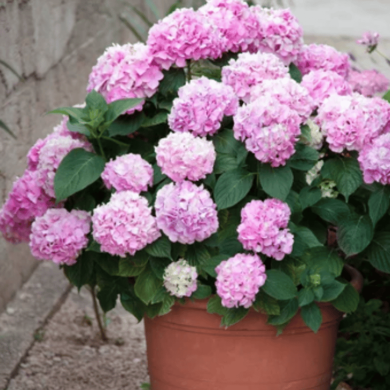 Distinguisk Last Day 70% OFF-Outdoor Artificial Hydrangea Flowers