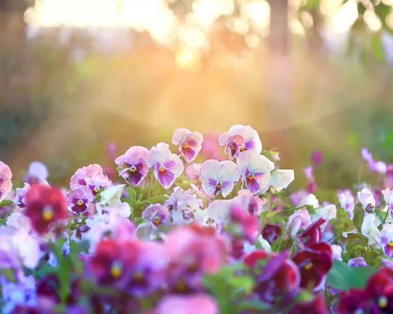 Last Day 70% OFF - Outdoor Artificial Pansy Flowers