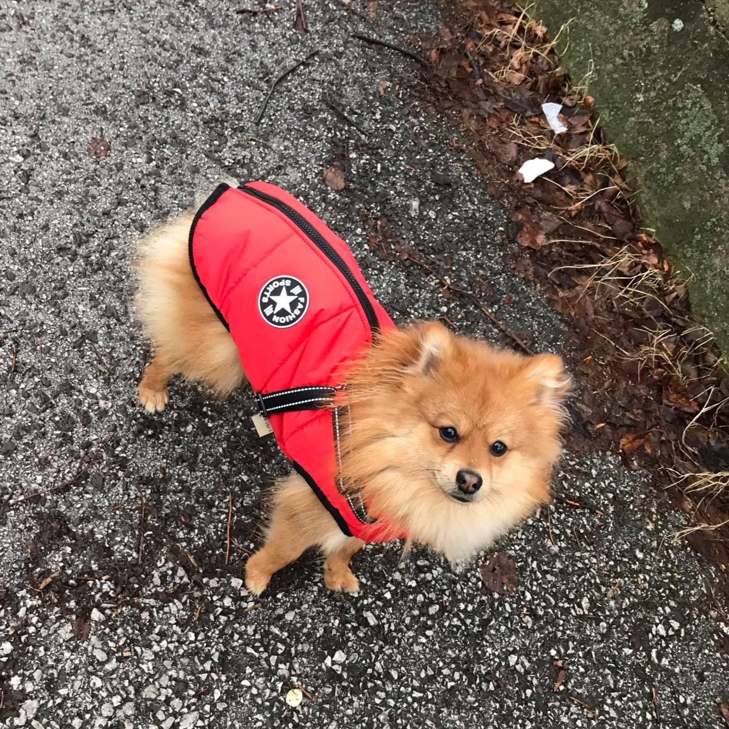 LuluPawz 3 in 1 Winter Coat