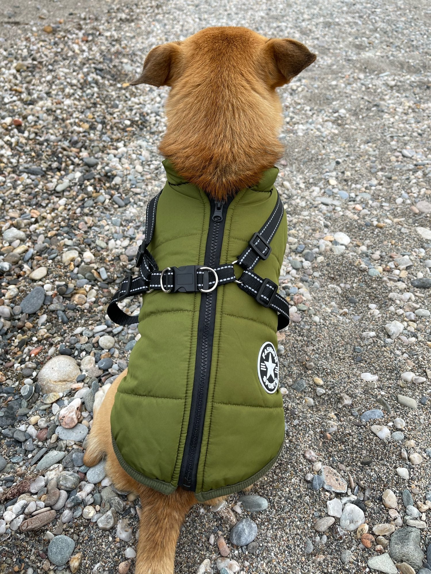 LuluPawz 3 in 1 Winter Coat