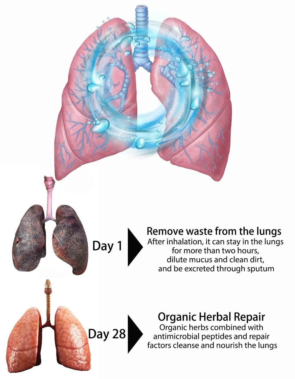 BREATHE-RIGHT: ORGANIC HERBAL LUNG CLEANSE & REPAIR RESPIRATORY NASAL SPRAY PRO