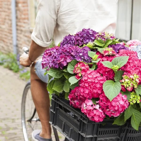 Last Day 70% OFF - Outdoor Artificial Hydrangea Flowers