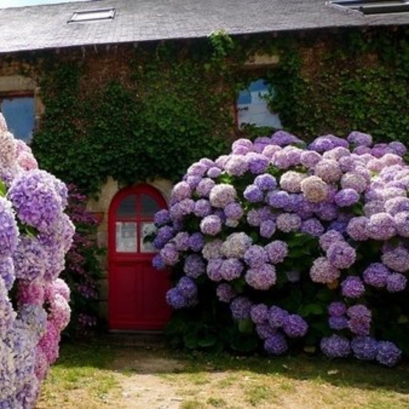 Last Day 70% OFF - Outdoor Artificial Hydrangea Flowers