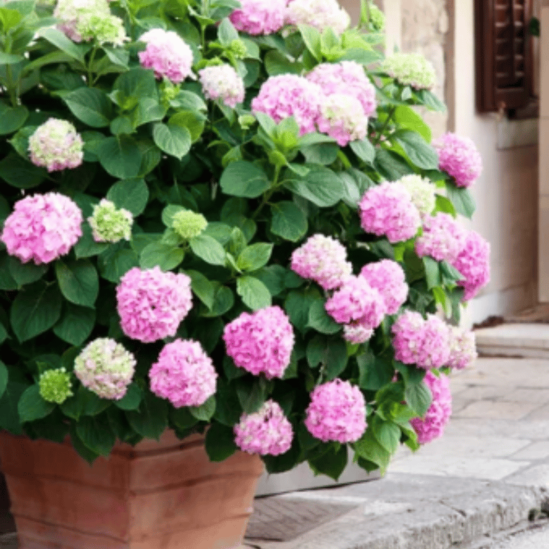 Last Day 70% OFF - Outdoor Artificial Hydrangea Flowers