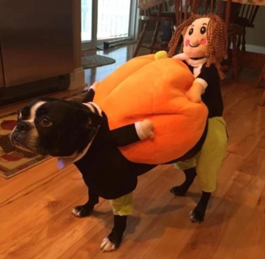 Last Week 60% OFF - Dog Pumpkin Halloween Costume - Buy 2 FREE SHIPPING