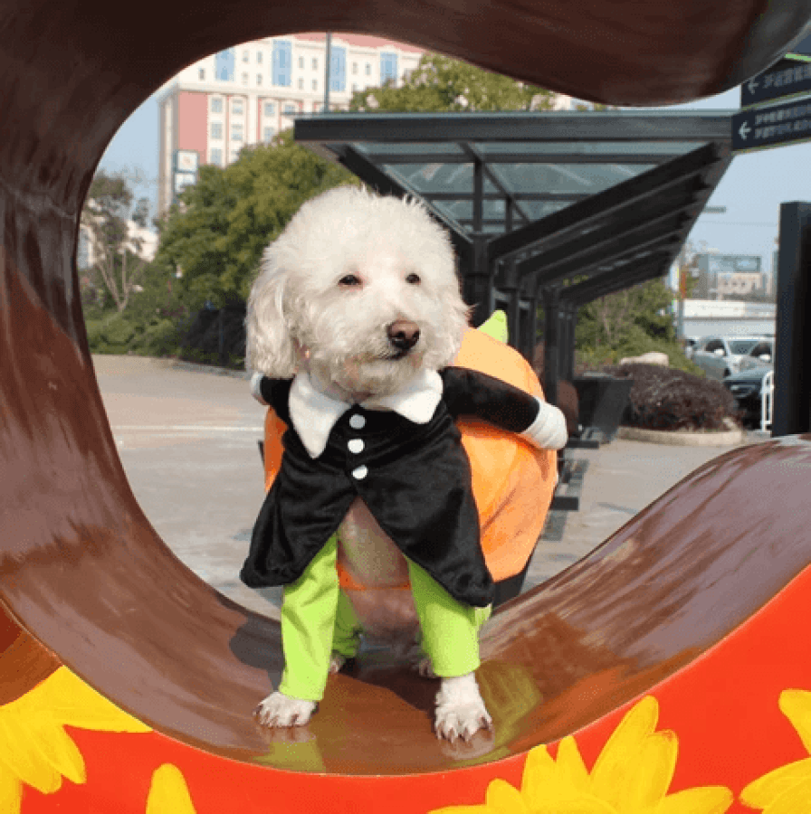 Last Week 60% OFF - Dog Pumpkin Halloween Costume - Buy 2 FREE SHIPPING