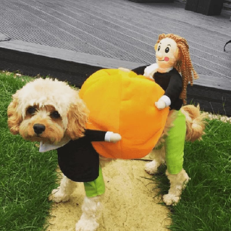 Last Week 60% OFF - Dog Pumpkin Halloween Costume - Buy 2 FREE SHIPPING