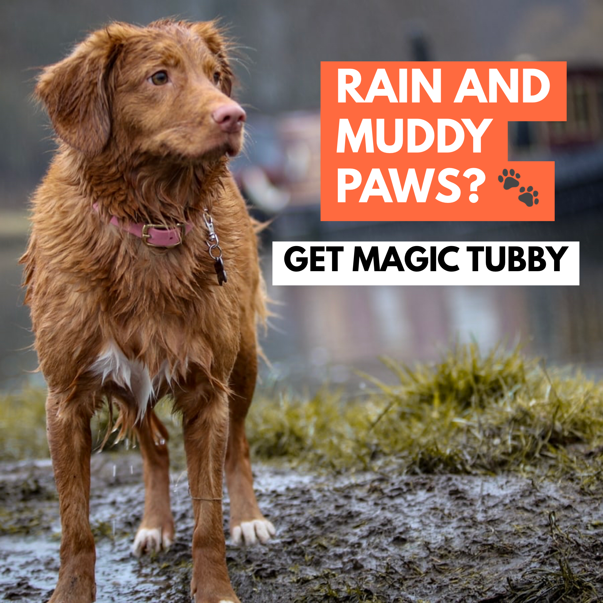 Magic Tubby - The best paw cleaner