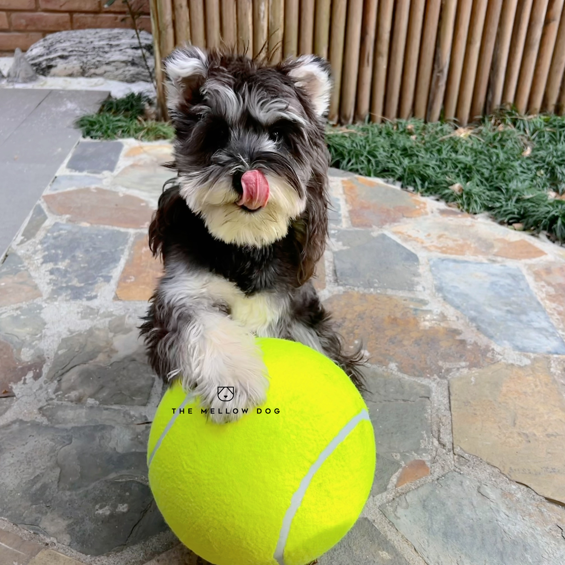 Monster Tennis Ball