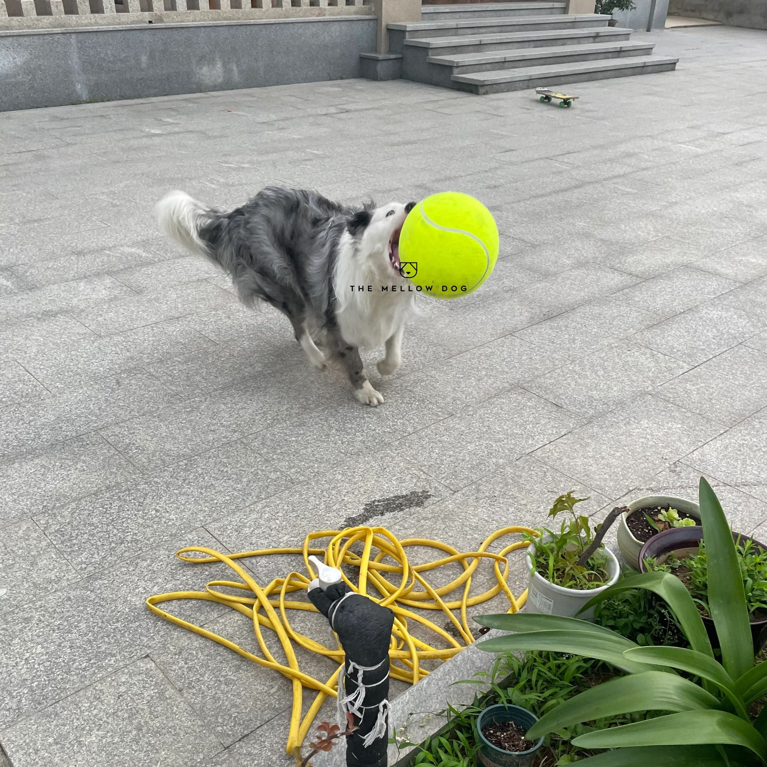 Monster Tennis Ball