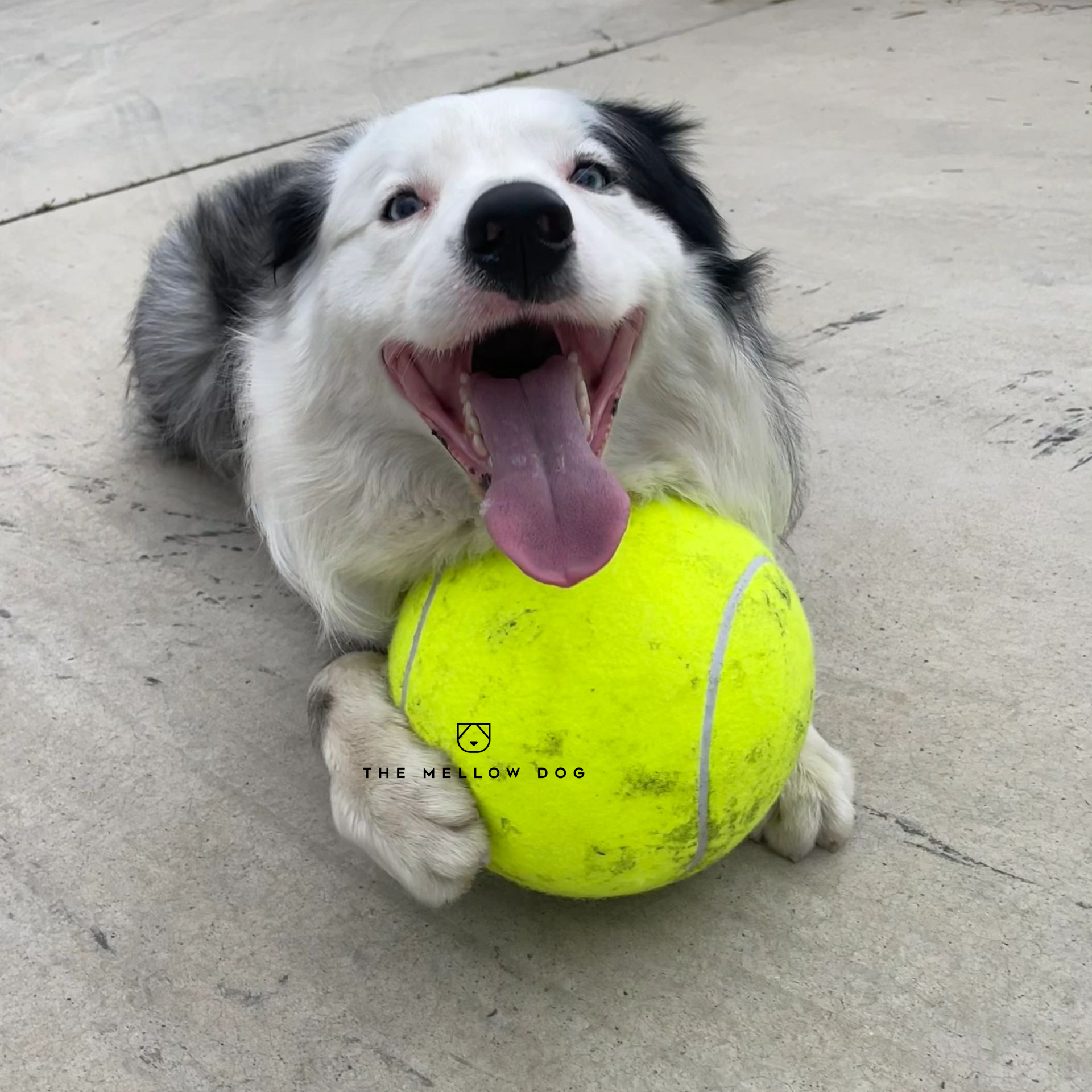 Monster Tennis Ball