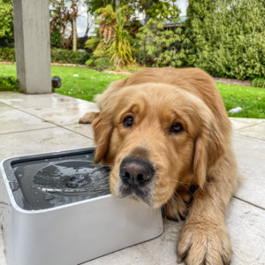 No-Splash Water Bowl