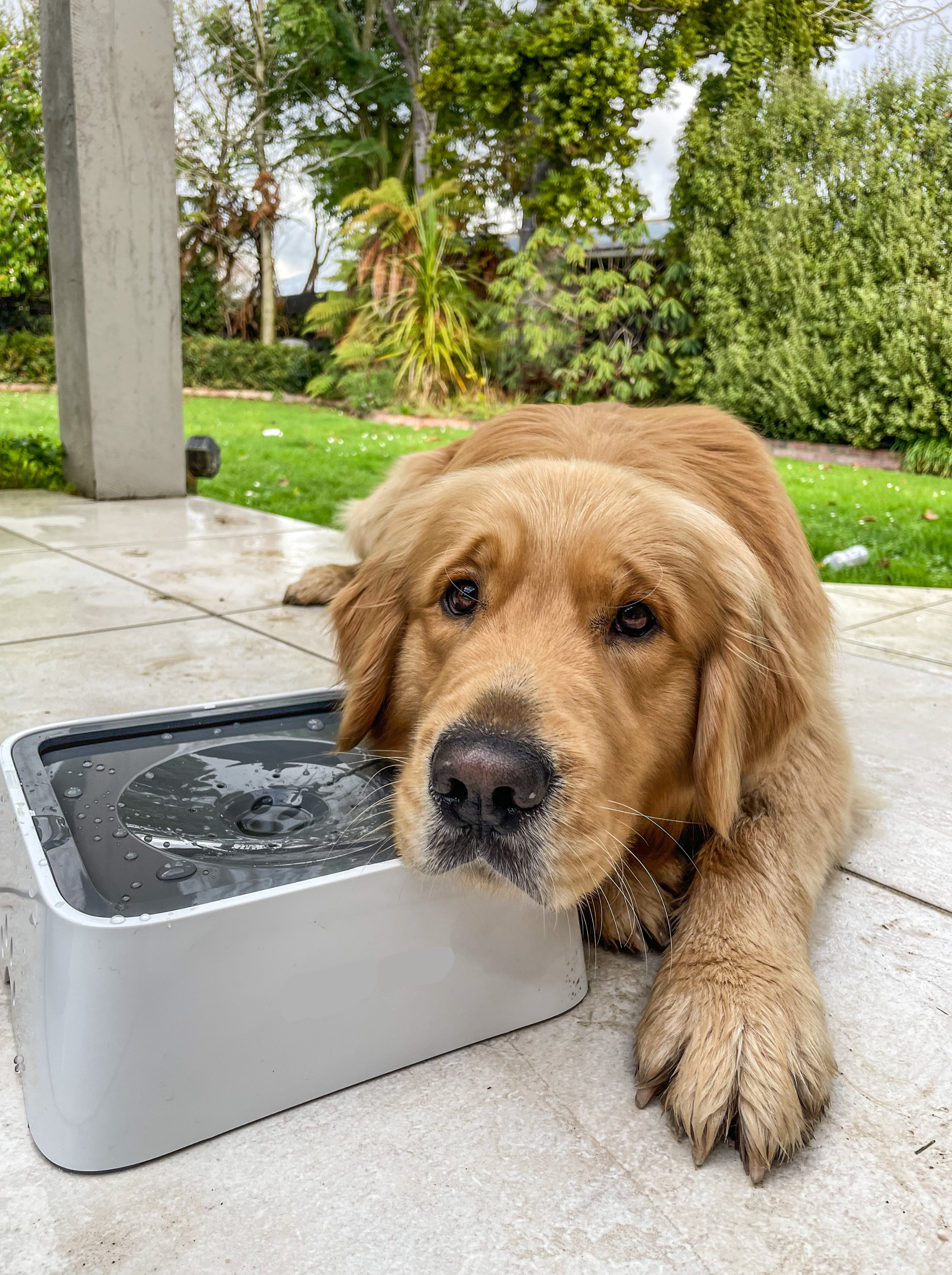 No-Splash Water Bowl