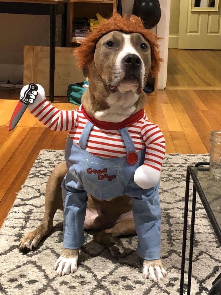 Halloween Dog Costume