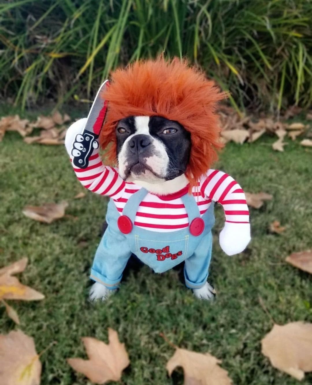 Halloween Dog Costume