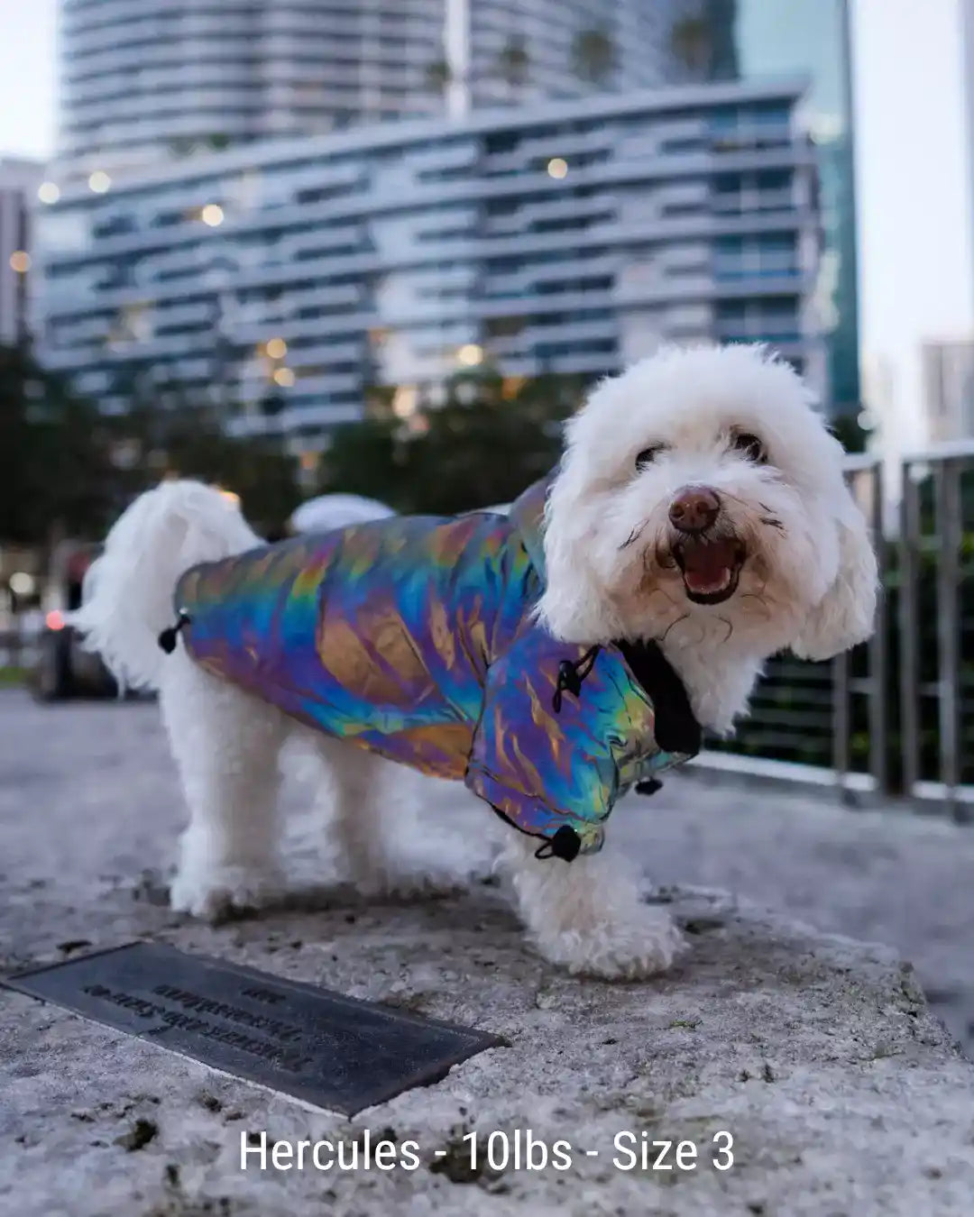 Lunar Pooch Hoodie