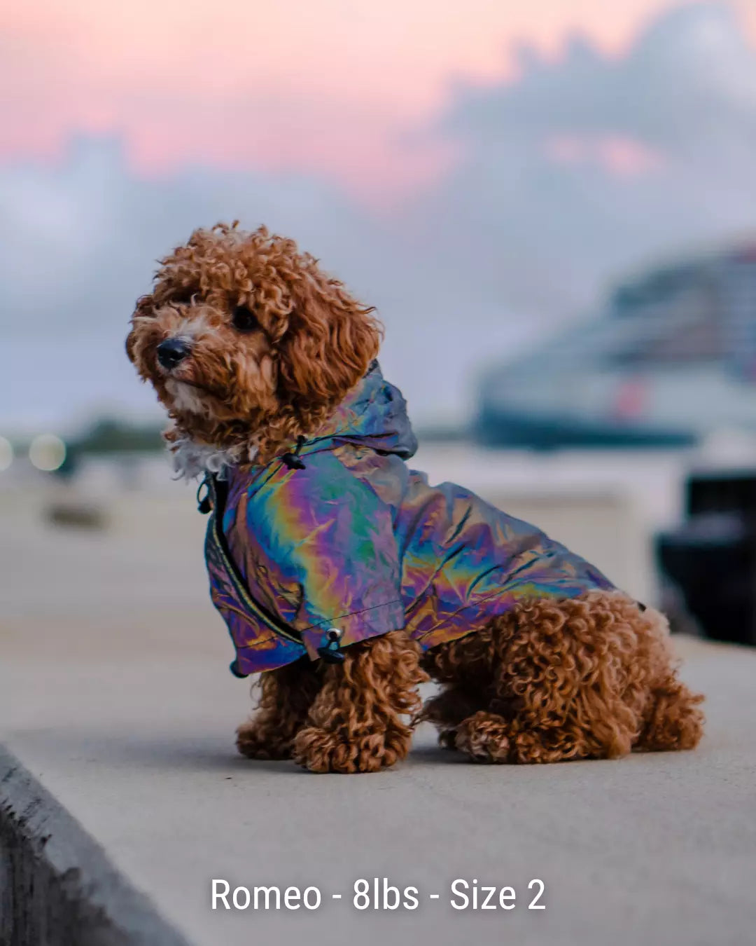 Lunar Pooch Hoodie