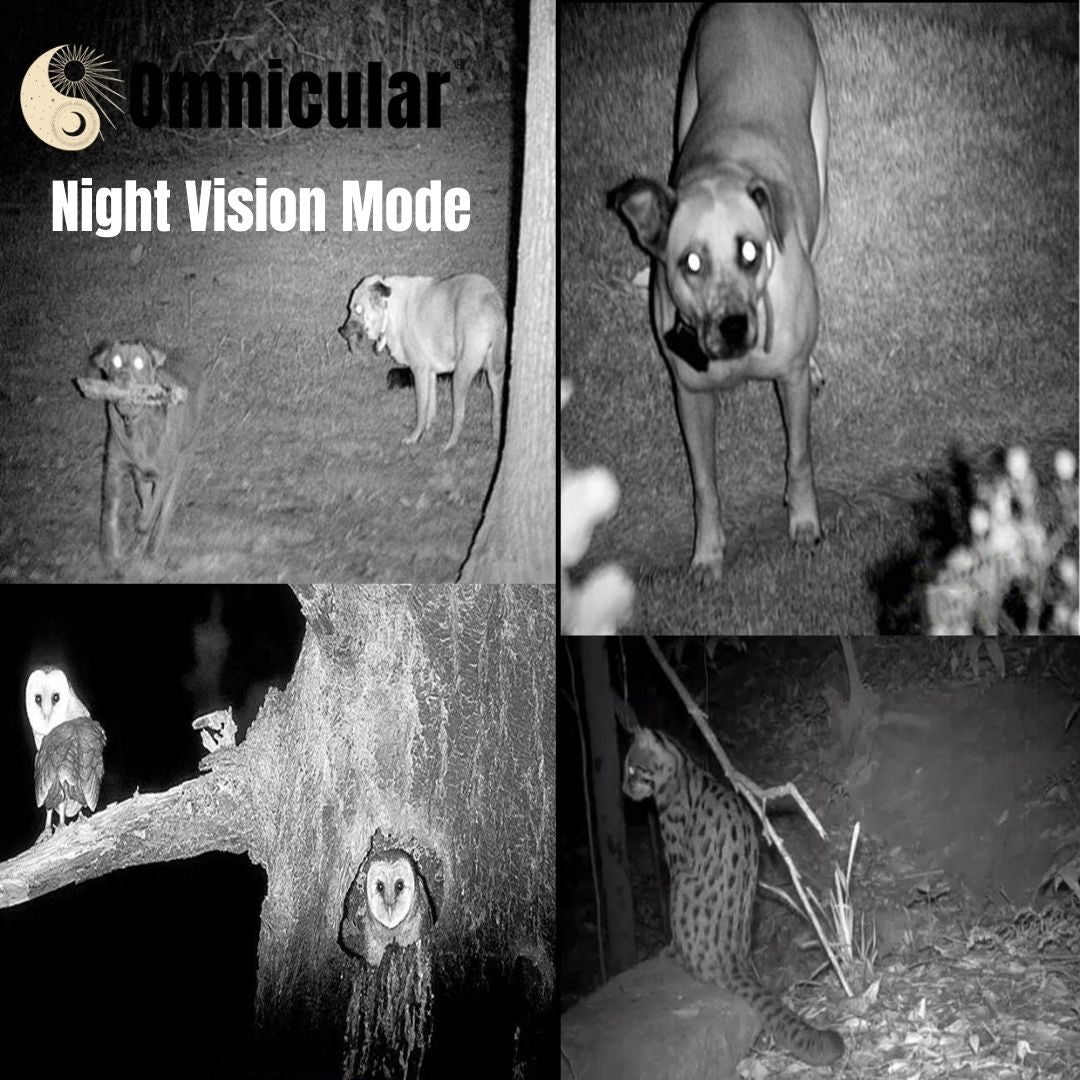 Omnicular Night Vision Recorder