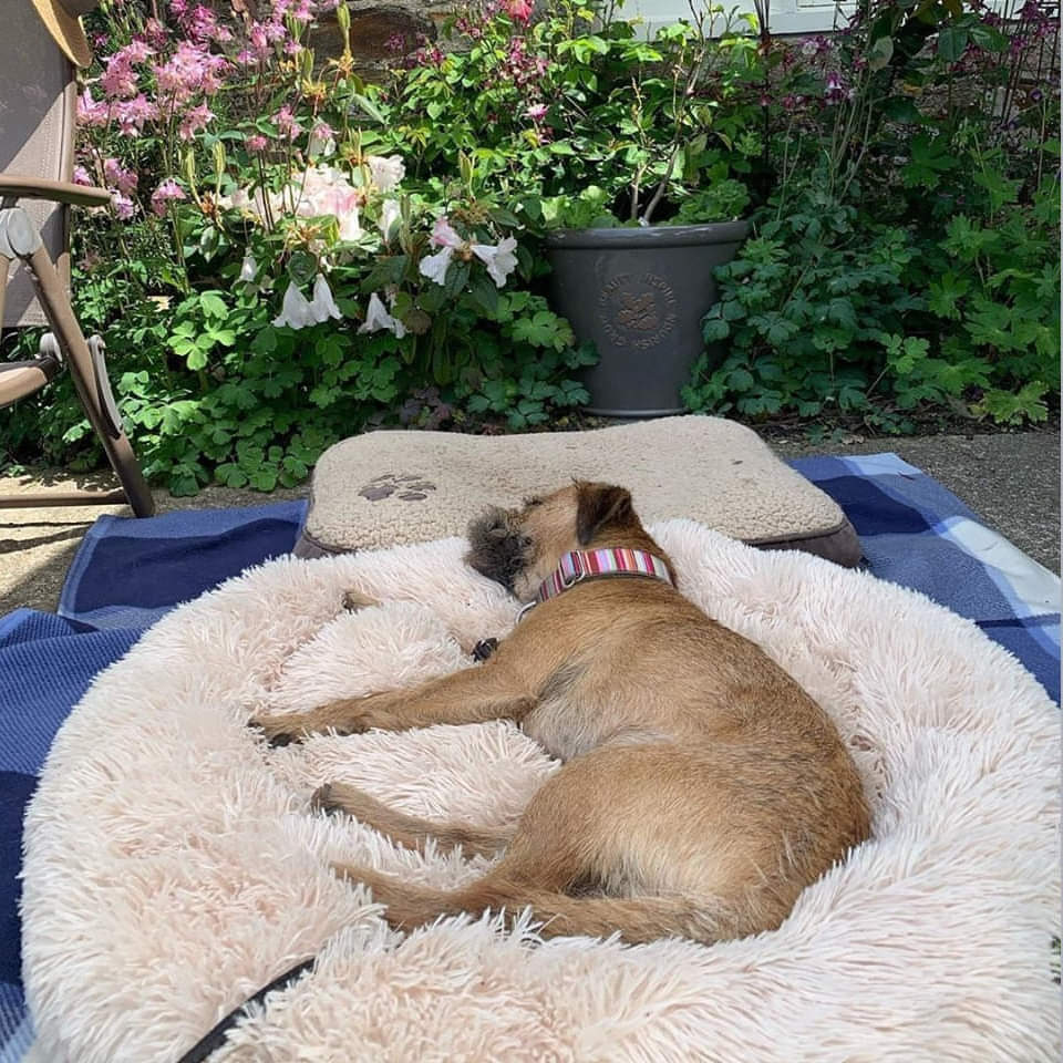 The Original Calming Cloud 9 Dog Bed