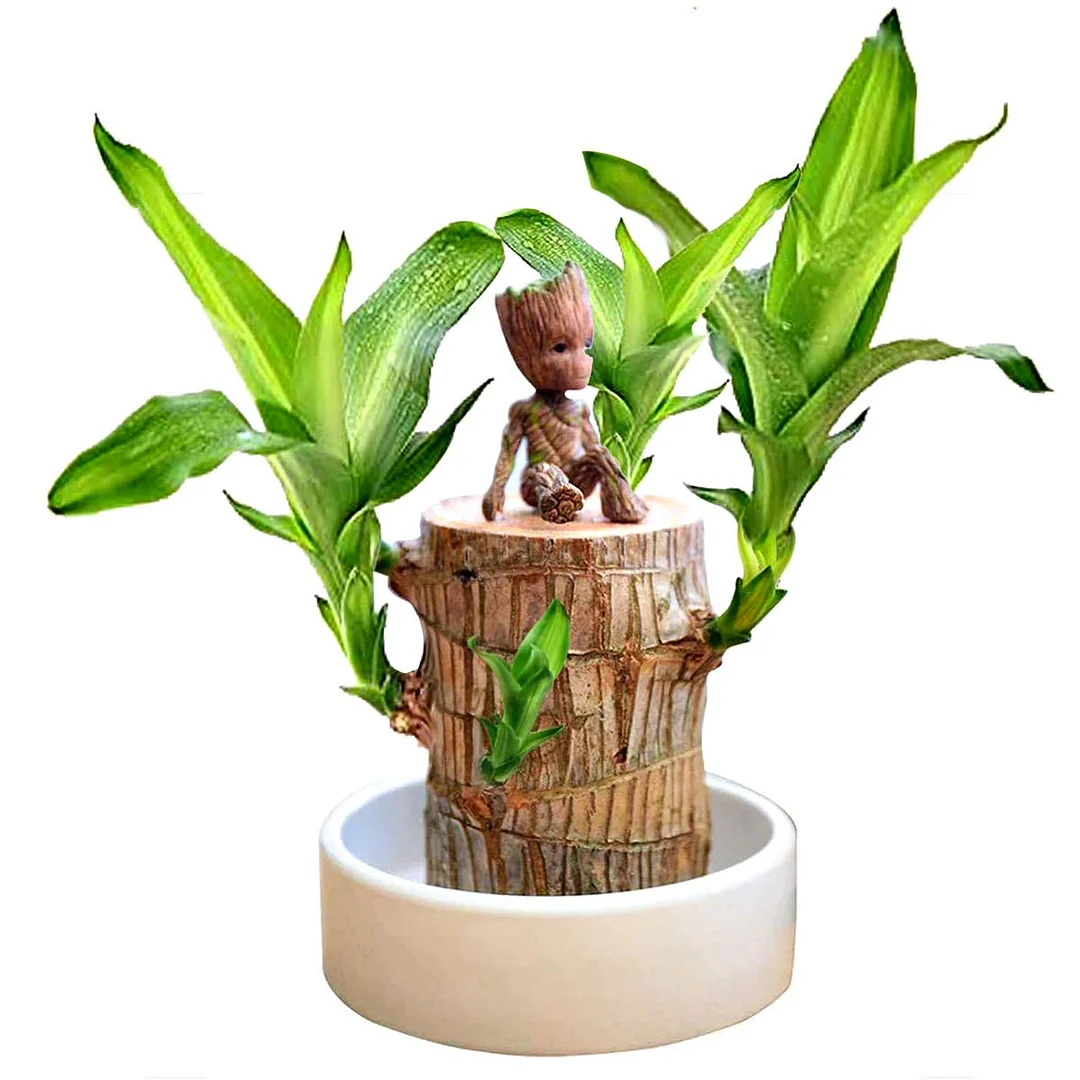 Brazilwood Hydroponic Plants Groot Lucky Wood Potted - Free Nutrient Solution Today