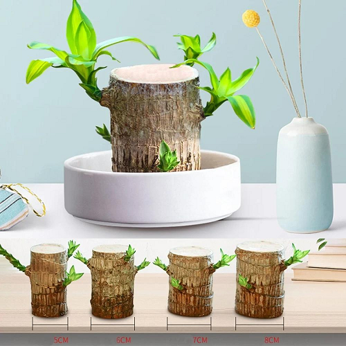 Brazilwood Hydroponic Plants Groot Lucky Wood Potted - Free Nutrient Solution Today