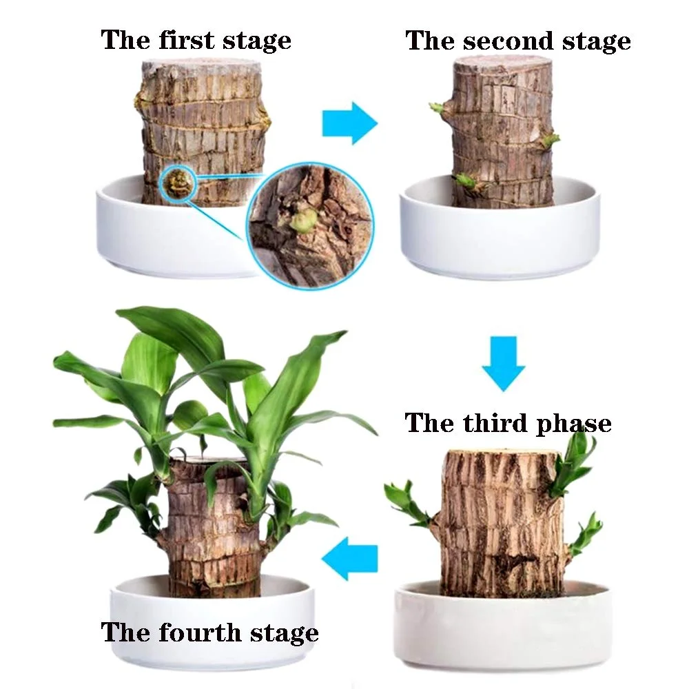 Brazilwood Hydroponic Plants Groot Lucky Wood Potted - Free Nutrient Solution Today