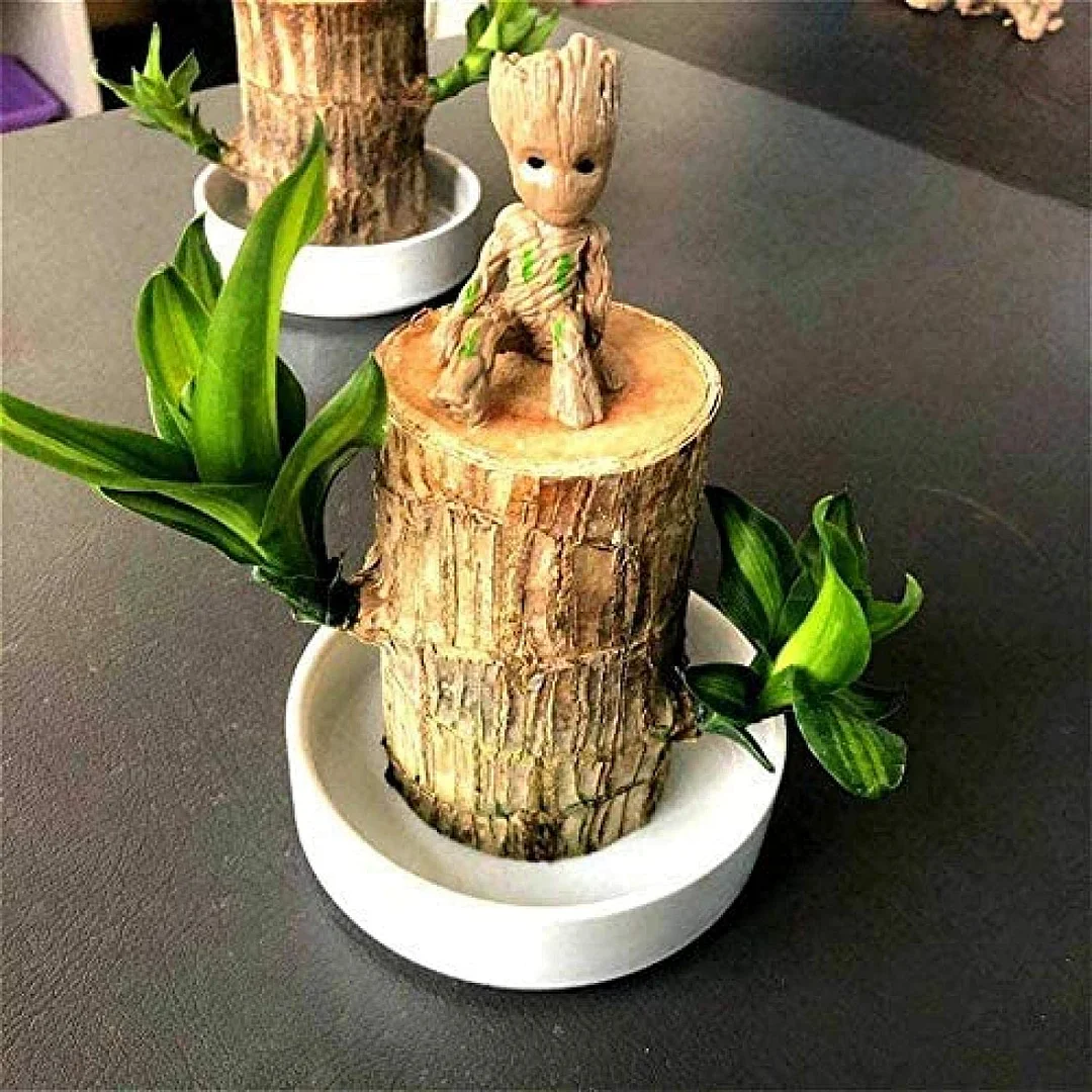 Brazilwood Hydroponic Plants Groot Lucky Wood Potted - Free Nutrient Solution Today