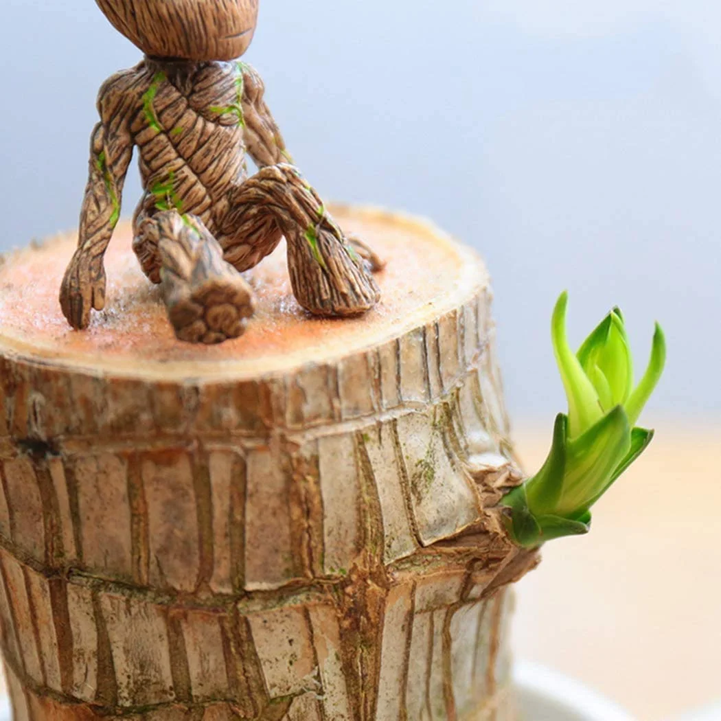 Brazilwood Hydroponic Plants Groot Lucky Wood Potted - Free Nutrient Solution Today