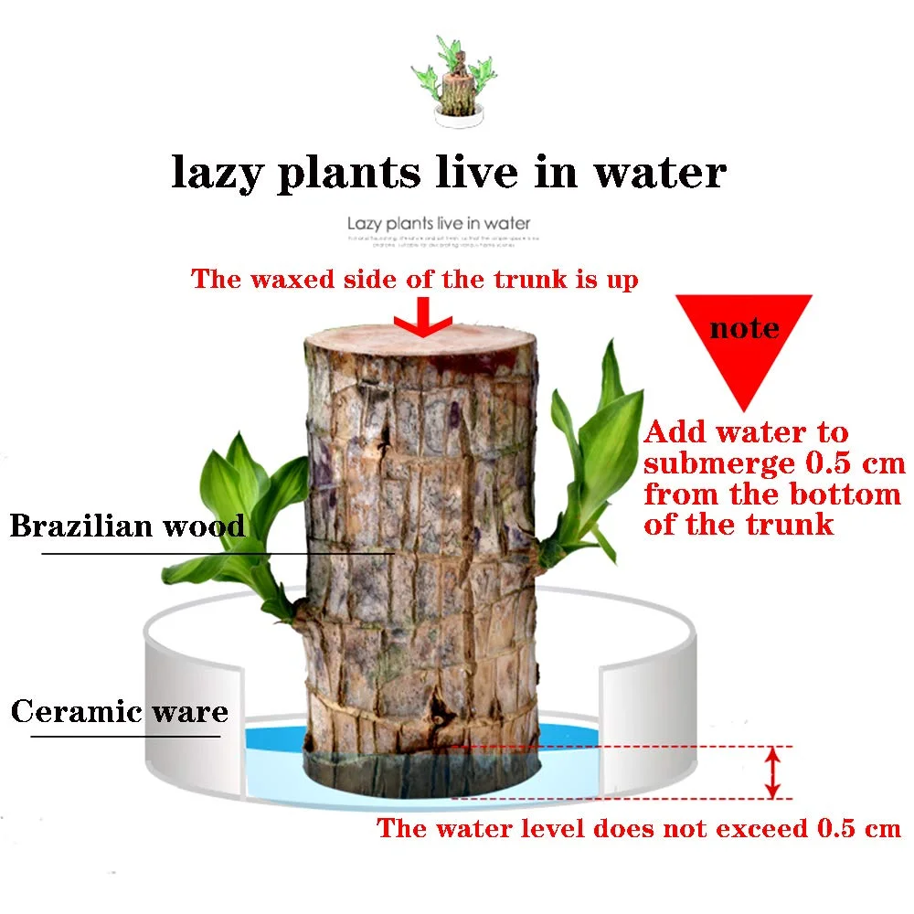 Brazilwood Hydroponic Plants Groot Lucky Wood Potted - Free Nutrient Solution Today