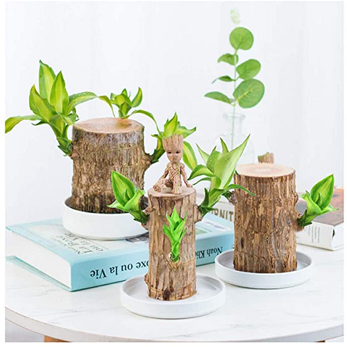 Brazilwood Hydroponic Plants Groot Lucky Wood Potted - Free Nutrient Solution Today