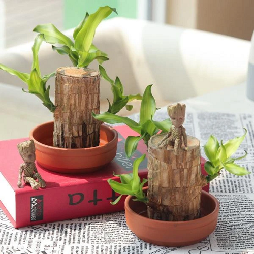 Brazilwood Hydroponic Plants Groot Lucky Wood Potted - Free Nutrient Solution Today