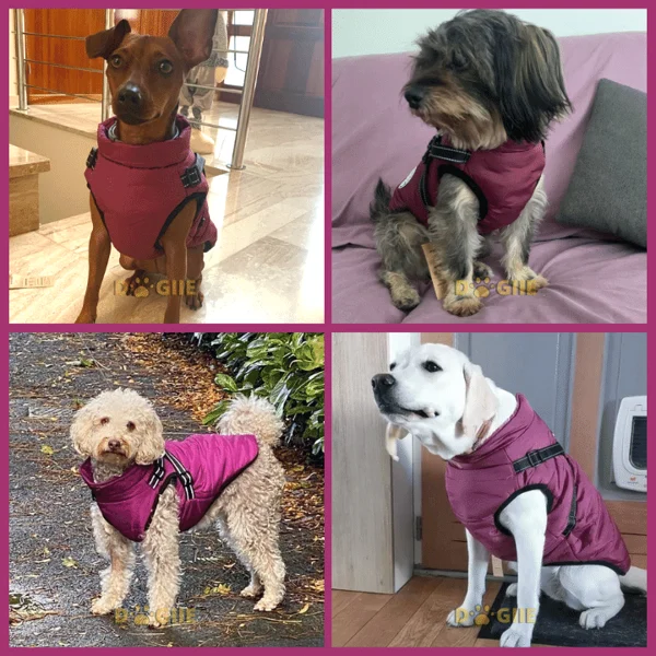 Christmas Sale 49% OFF - Waterproof Furry Jacket for Dogs of All Sizes