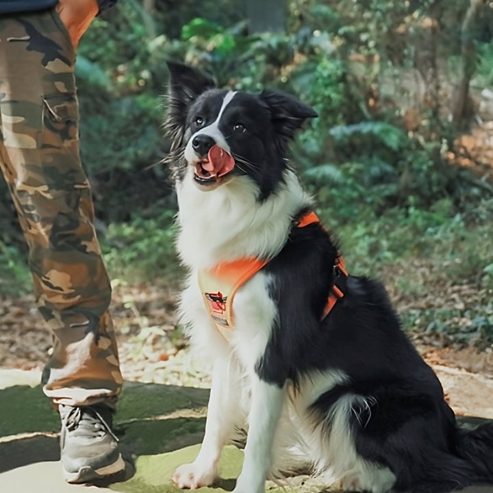 Smart Leash