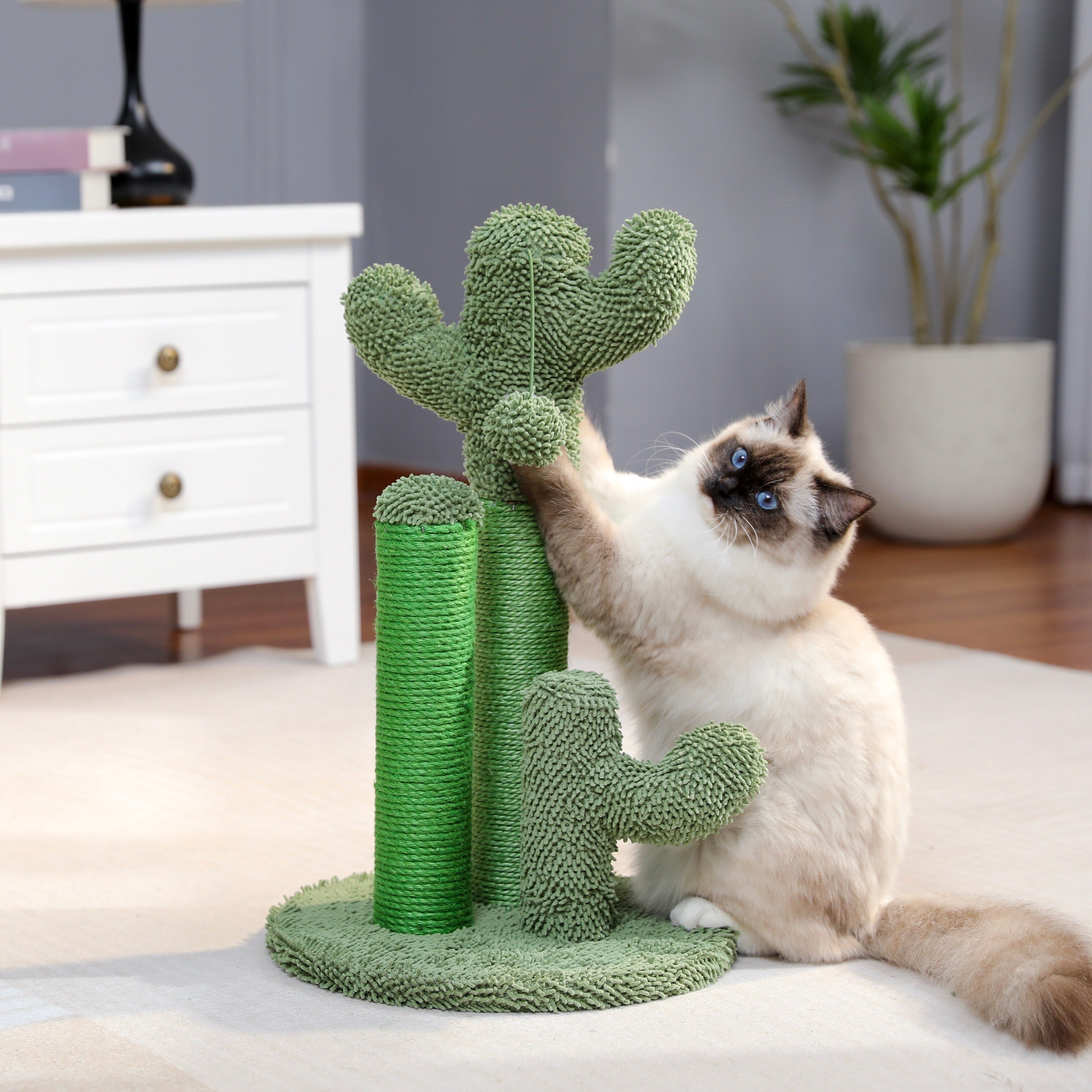 The award winning scratching cactus