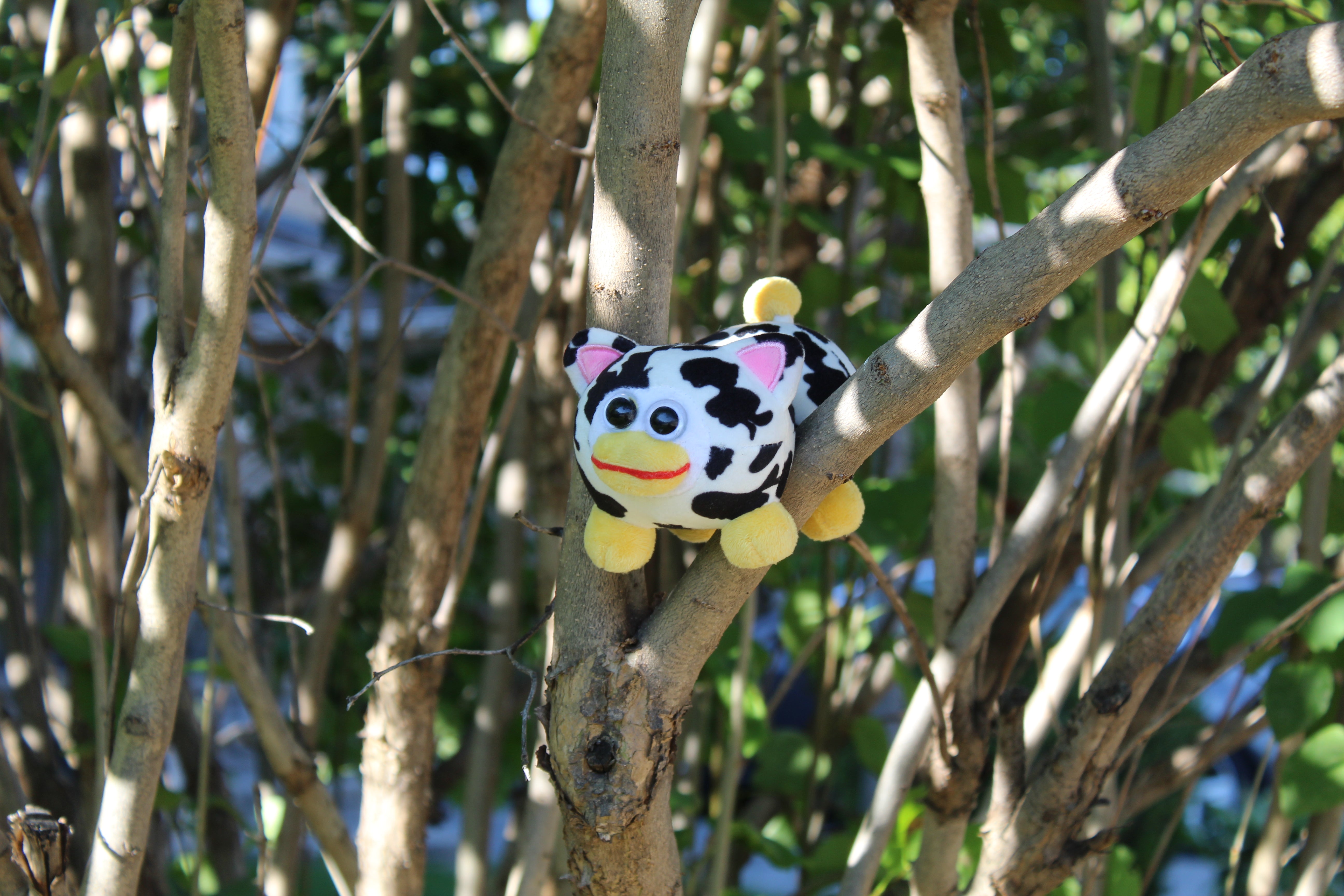 Peepy (Cow Pattern)