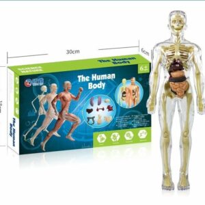 2023 Christmas Hot Sale 48% OFF – 3D Human Body Torso Model for Kid Anatomy Model Skeleton