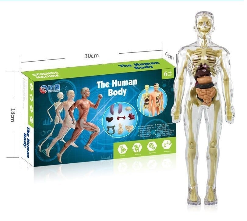 2023 Christmas Hot Sale 48% OFF - 3D Human Body Torso Model for Kid Anatomy Model Skeleton