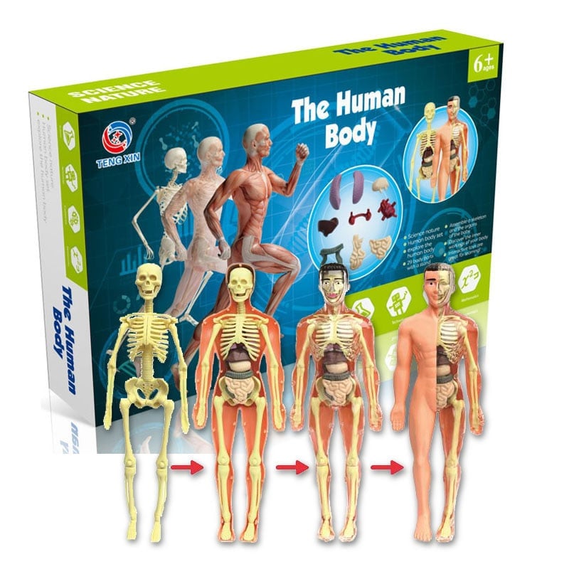 2023 Christmas Hot Sale 48% OFF - 3D Human Body Torso Model for Kid Anatomy Model Skeleton