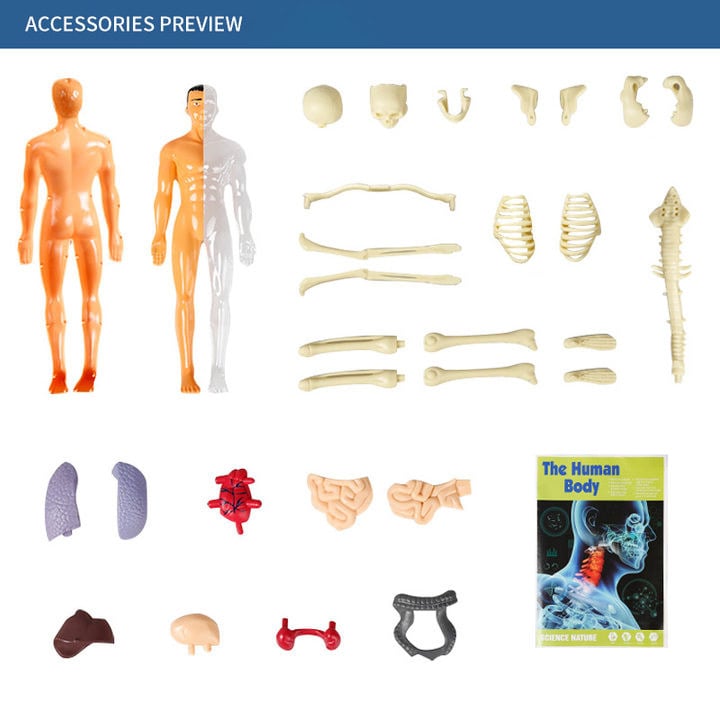 2023 Christmas Hot Sale 48% OFF - 3D Human Body Torso Model for Kid Anatomy Model Skeleton