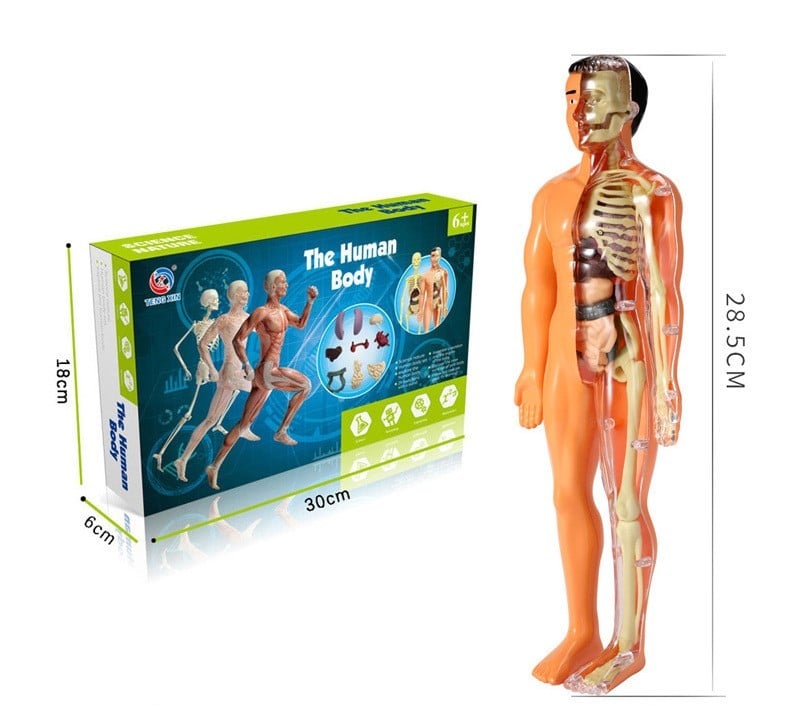 2023 Christmas Hot Sale 48% OFF - 3D Human Body Torso Model for Kid Anatomy Model Skeleton