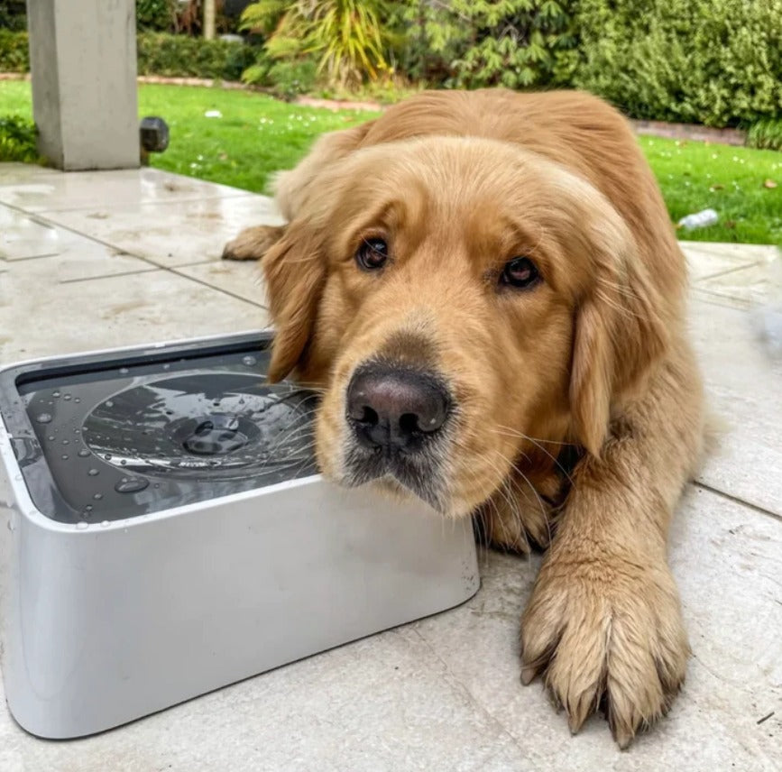 Anti-Splash Bowl