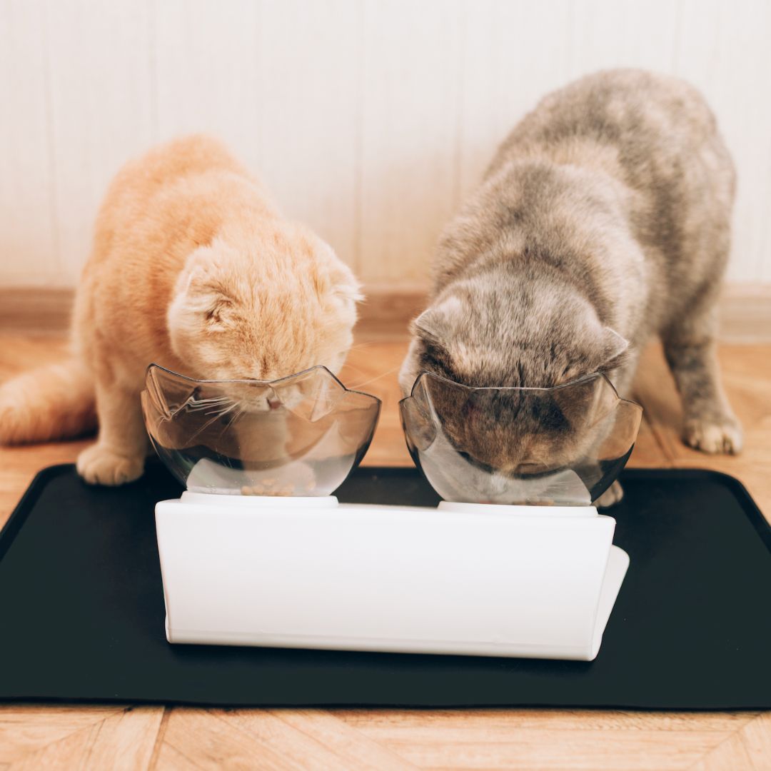 PurrBowl Orthopedic Anti-Vomiting Cat Feeder