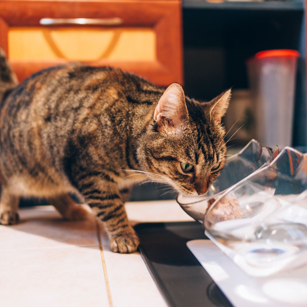 PurrBowl Orthopedic Anti-Vomiting Cat Feeder