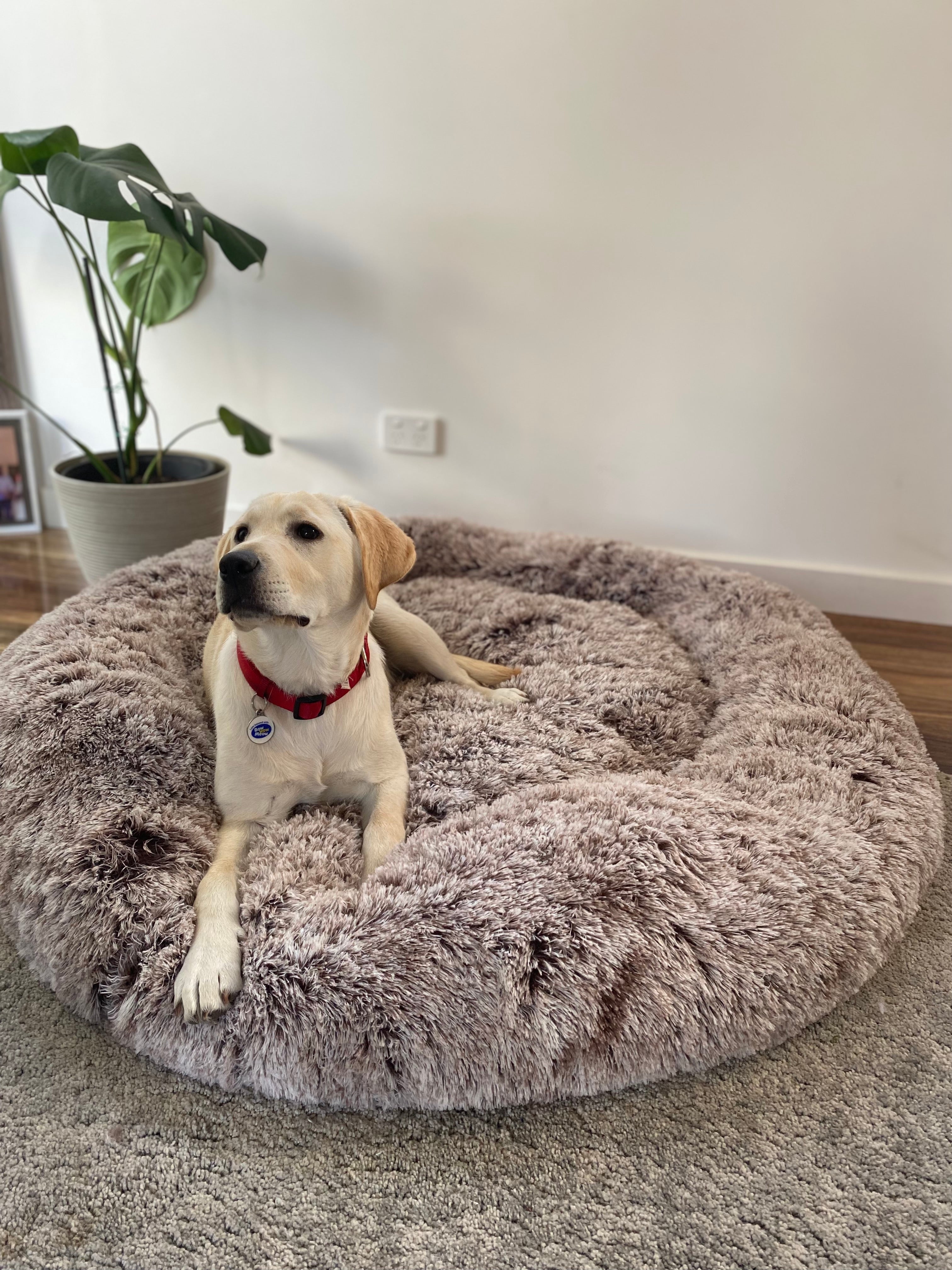 Removable Cover Premium Colour Calming Dog bed