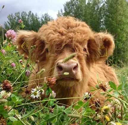 Scottish Handmade Highland Cattle