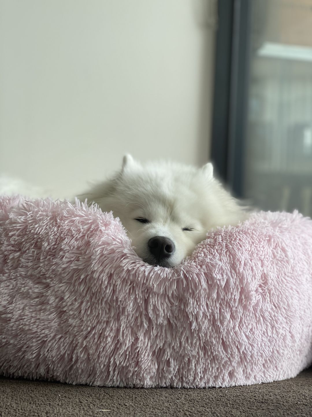 Calming Pet Bed